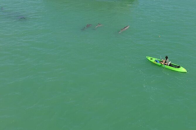 Glass Bottom Kayak Mangrove & Sandbar Adventure in St. Pete Beach - Dive into Florida’s Waterways with a Glass Bottom Kayak Adventure in St. Pete Beach
