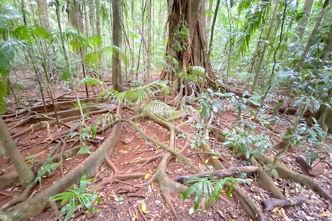 Glass House Mountains Tour with Lunch, Lookouts, and Nature Walks - Key Points