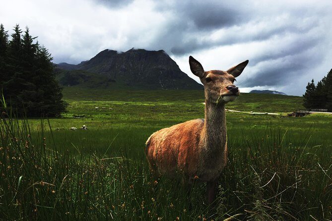 Glencoe & Highlands: Private Land Rover Tour - Who Will Love This Tour?
