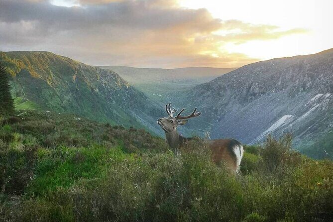 Glendalough Night Hike and History Tour - Who Will Love This Tour?