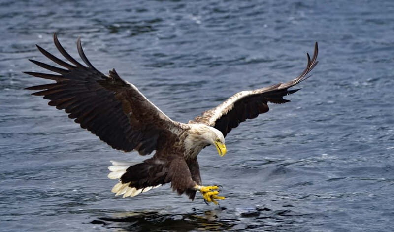 Glenfinnan: Cruise on Loch Shiel Glenfinnan to Gaskan area - The Itinerary in Depth