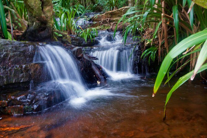 Glow Worms - Nocturnal Rainforest/Waterfall Adventure - FAQ