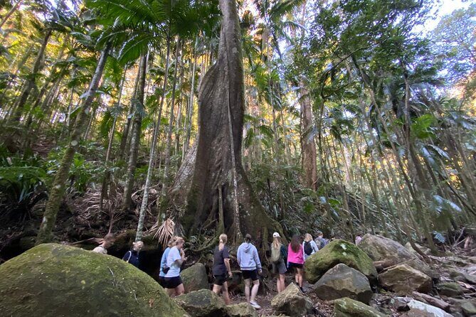 Glow-worms, Waterfalls & Rainforest Experience - An In-Depth Look at the Experience