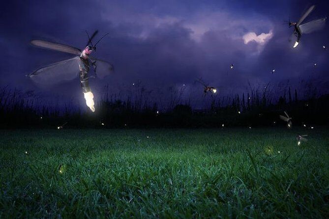 Glowing Kuala Selangor Firefly Tour - A Detailed Look at the Kuala Selangor Firefly Tour