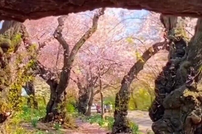 Gluten Free Walking Tour of Central Park NYC - Key Points