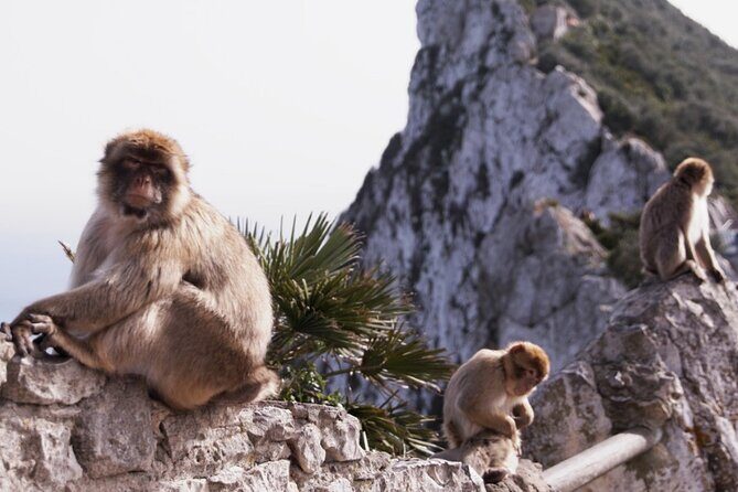 Go Tours 360° Experience in Gibraltar with Professional Guide - Authentic Experiences and What Travelers Say