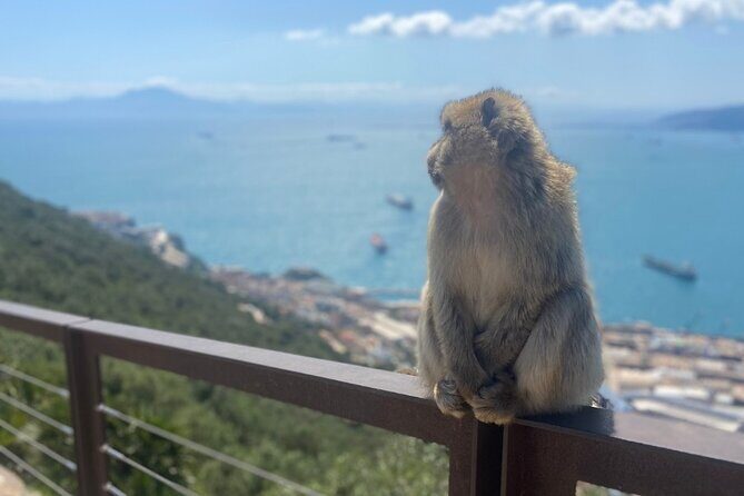 Go Tours Private Rock Experience Tour in Gibraltar - Exploring Gibraltar with the Go Tours Private Experience