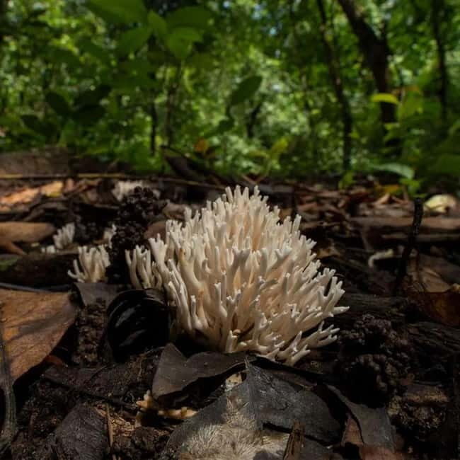 Goa: Bioluminescent Forest Night Trail with Guide - Goa: Bioluminescent Forest Night Trail with Guide — A Natural Light Show
