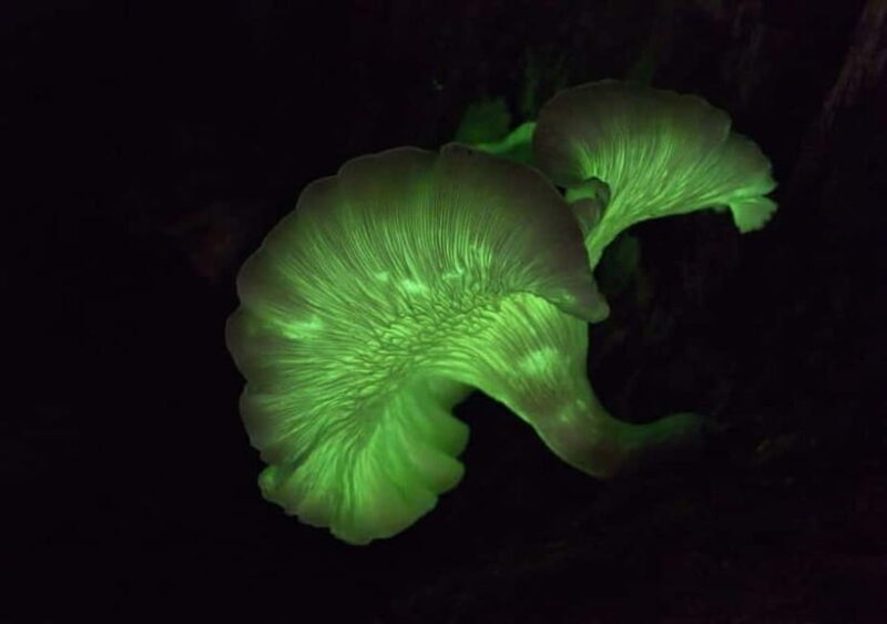 Goa: Bioluminescent Forest Night Trail with Guide - Key Points