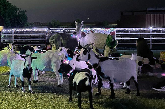 Goat and Alpaca Sound Bath - Gilbert Arizona - The Value of This Experience