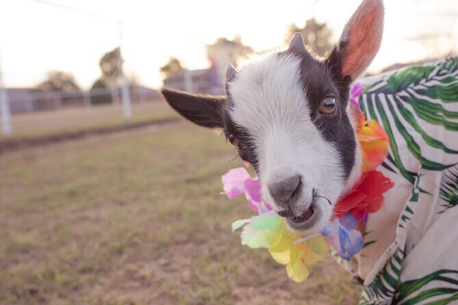 Goat and Alpaca Sound Bath - Gilbert Arizona - Who Should Consider This Tour?