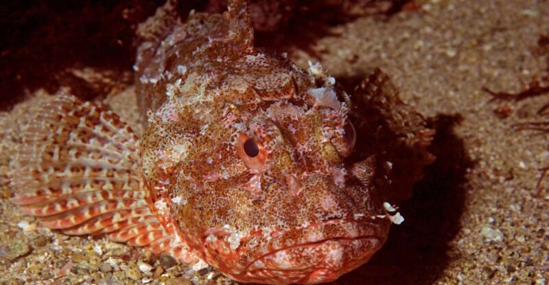 Goat Island Marine Reserve: Full-Day Dive Charter - Exploring the Marine Paradise of Goat Island