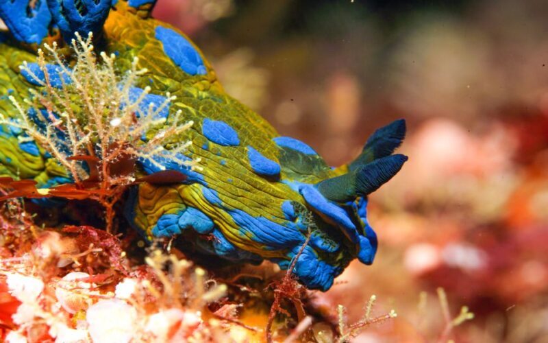 Goat Island Marine Reserve: Full-Day Dive Charter - Final Thoughts: Who Will Love This Experience?