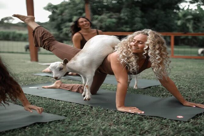 Goat Yoga Group Session - What to Expect During Your Goat Yoga Experience