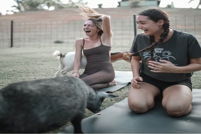 Goat Yoga Group Session - The Sum Up
