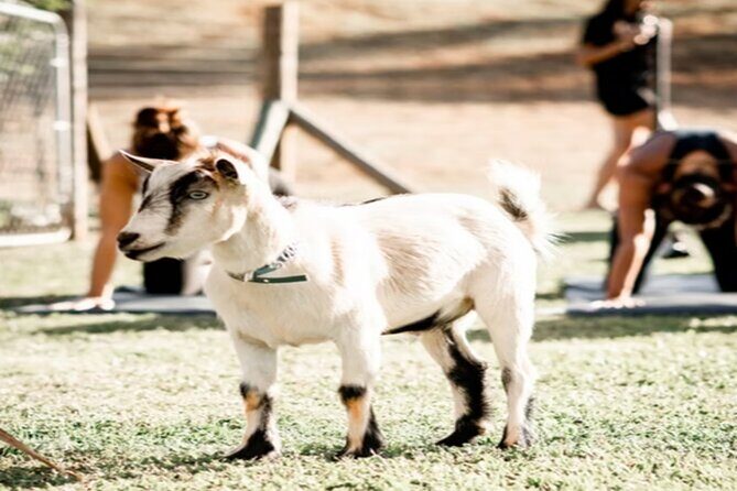 Goat Yoga Group Session - FAQ