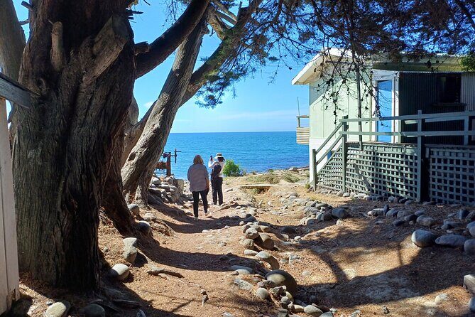 Godley Head Scenic Drive & Guided Walk (Shore Excursion) - Exploring the Itinerary in Detail