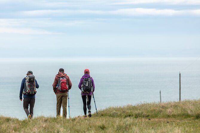 Godley Head Scenic Drive & Guided Walk (Shore Excursion) - Why This Tour Offers Great Value