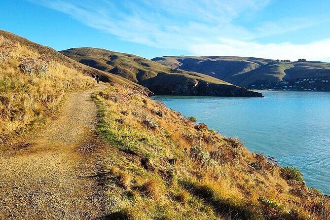 Godley Head Scenic Drive & Guided Walk (Shore Excursion) - Who Will Love This Tour?