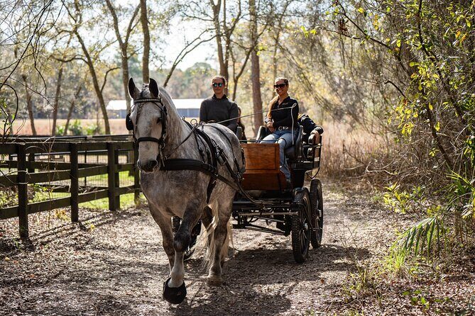 Goethe Forest Carriage Ride - The Sum Up
