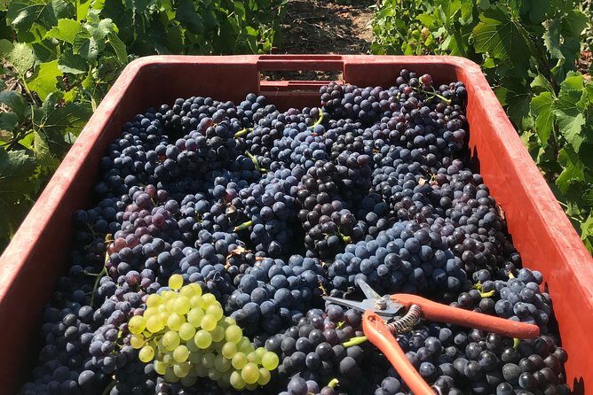 Gold Champagne Experience from Epernay (Private Full day tour) - A Detailed Look at the Champagne Private Tour