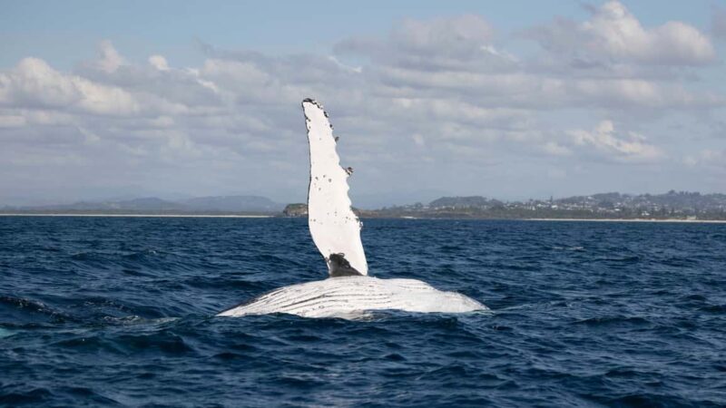 Gold Coast/Coolangatta: Whale Watching with Marine Biologist - Discover the Wonders of Humpback Whales with a Marine Biologist on the Gold Coast