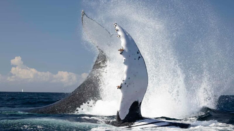 Gold Coast/Coolangatta: Whale Watching with Marine Biologist - Key Points