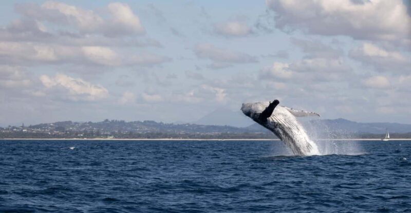 Gold Coast/Coolangatta: Whale Watching with Marine Biologist - The Sum Up: Who Will Love This Tour?