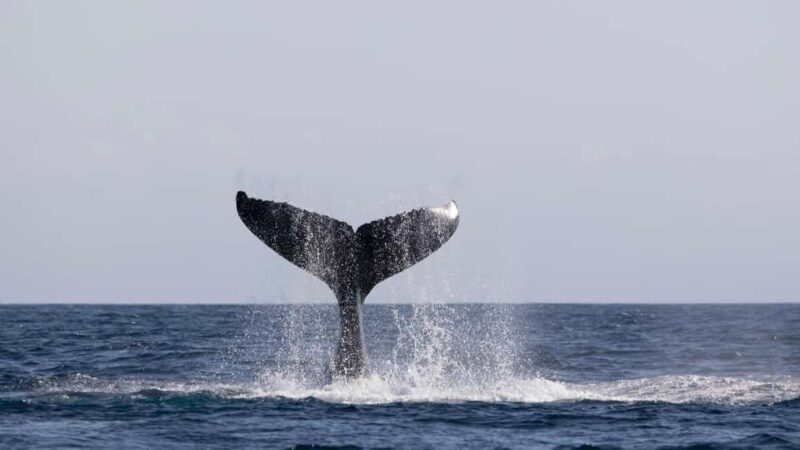 Gold Coast/Coolangatta: Whale Watching with Marine Biologist - FAQ: Common Questions