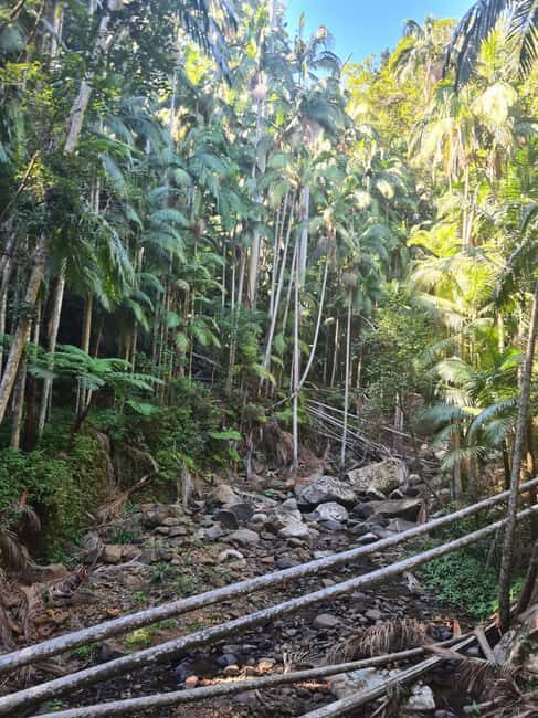Gold Coast Departure : Explore Tamborine Mountain Day Tour - Exploring Tamborine Mountain: A Full-Day Rainforest and Wineries Tour from Gold Coast