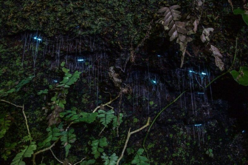 Gold Coast: Evening Rainforest and Glow Worm Experience - Who Will Love This Tour?