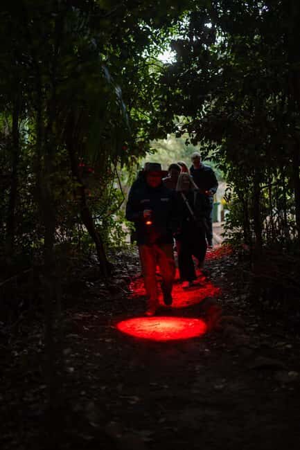 Gold Coast: Evening Rainforest and Glow Worm Experience - The Experience in Detail: From Pickup to Return