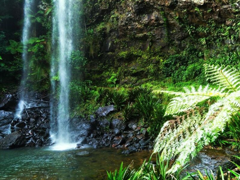 Gold Coast: Glow Worms Nocturnal Rainforest & Waterfall Walk - Key Points