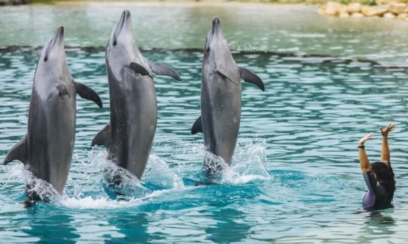 Gold Coast: Hopo Ferry & Sea World Entry Combo Ticket - Key Points