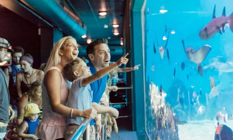 Gold Coast: Hopo Ferry & Sea World Entry Combo Ticket - Who Should Consider This Experience?