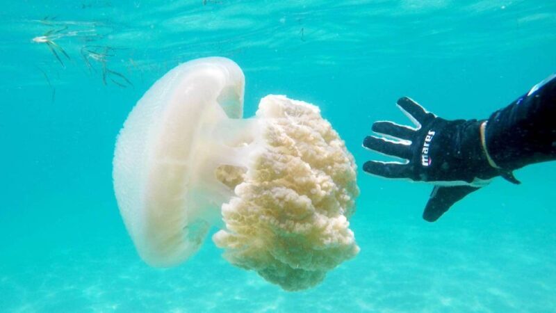 Gold Coast: Introductory SCUBA Diving Experience - Why This Tour Matters for Travelers