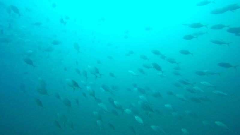 Gold Coast: Introductory SCUBA Diving Experience - Final Thoughts
