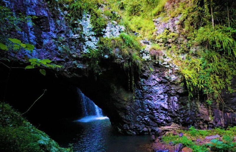 Gold Coast: Kangaroos, Rainforest & Waterfalls Experience - Gold Coast: Kangaroos, Rainforest & Waterfalls Experience