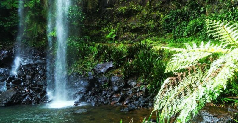 Gold Coast: Kangaroos, Rainforest & Waterfalls Experience - Final Thoughts