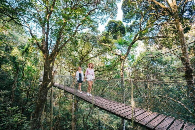Gold Coast: Lamington Treetops, Wildlife and Vineyard Visit - Lamington National Park: Treetop Adventures and Waterfalls