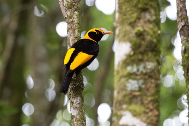 Gold Coast: Lamington Treetops, Wildlife and Vineyard Visit - Who Will Love This Tour?