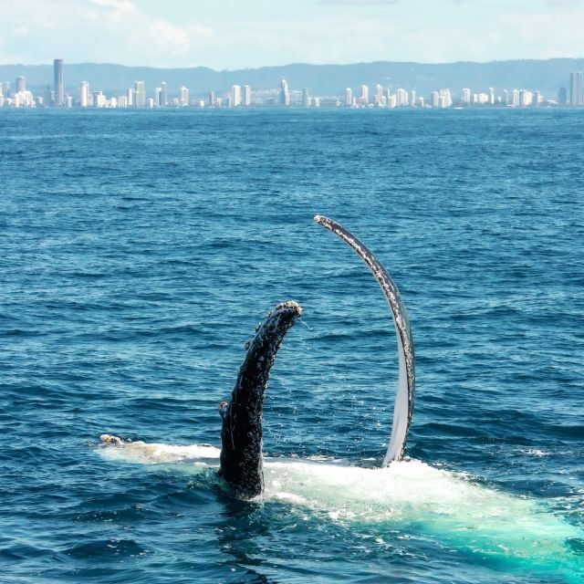 Gold Coast: Luxury Whale Watching Tour on a Superyacht - Gold Coast: Luxury Whale Watching Tour on a Superyacht