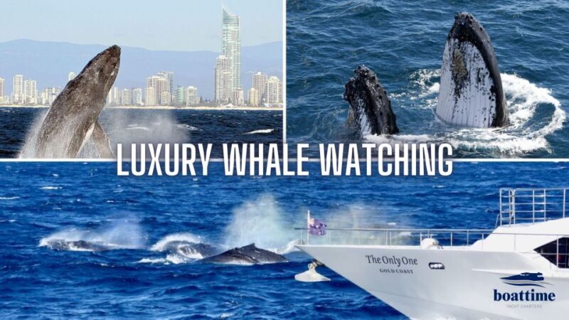 Gold Coast: Luxury Whale Watching Tour on a Superyacht - Key Points