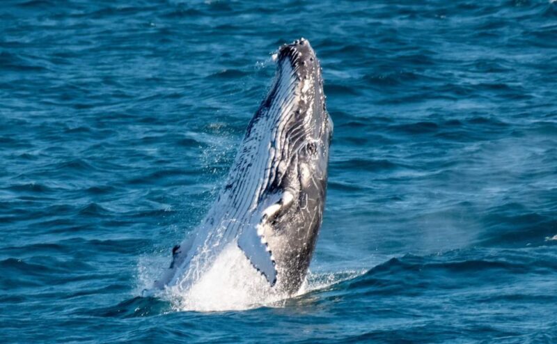 Gold Coast: Luxury Whale Watching Tour on a Superyacht - Who Will Love This Tour?