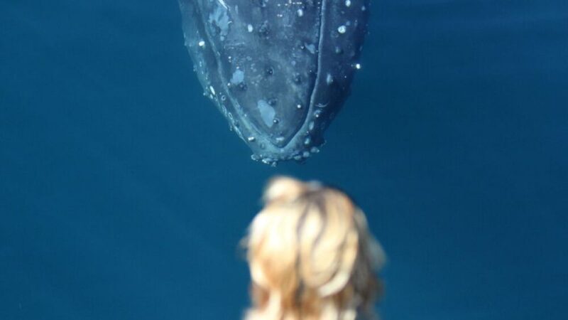 Gold Coast: Luxury Whale Watching Tour on a Superyacht - The Sum Up