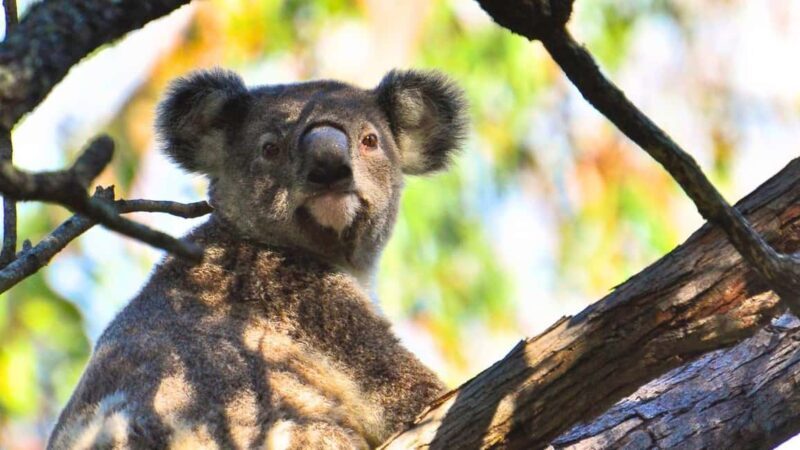 Gold Coast: Mount Tamborine Kangaroo and Koala Day Tour - Gold Coast: Mount Tamborine Kangaroo and Koala Day Tour