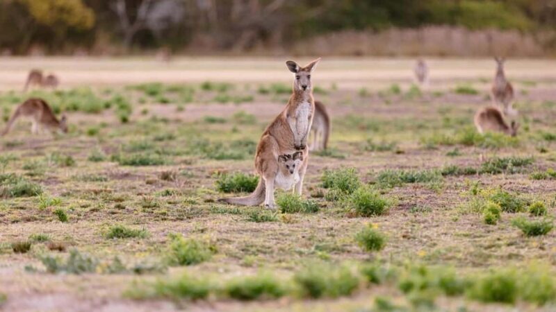 Gold Coast: Mount Tamborine Kangaroo and Koala Day Tour - Key Points