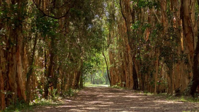 Gold Coast: Mount Tamborine Kangaroo and Koala Day Tour - The Value of the Tour