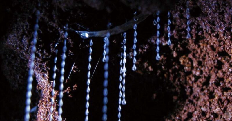 Gold Coast: Natural Bridge Glow Worm Night Tour - Key Points
