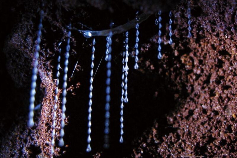 Gold Coast: Natural Bridge Glow Worm Night Tour - Detailed Review of the Natural Bridge Glow Worm Night Tour